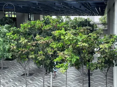 a group of trees in a courtyard at Lucentia Residence by EAS Maju property in Kuala Lumpur