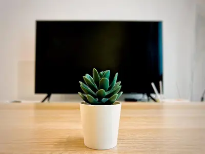 a small green plant in a white pot on a table at Lavile @ Sunway Velocity Mall in Kuala Lumpur