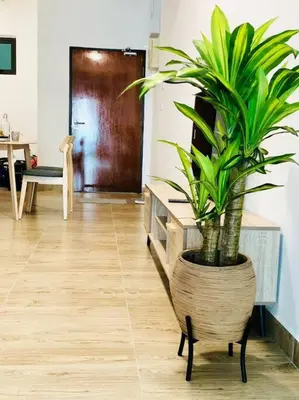 a potted plant sitting on a table in a room at KL2-4pax studio nr KTM&Midvalley in Kuala Lumpur