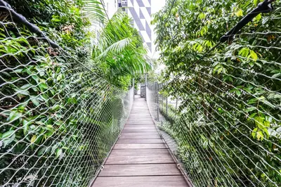 a walkway through the cloud forest in the monor at [4 Pax] Trion KL // Near Pavillion KL KLCC TRX in Kuala Lumpur