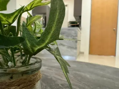 a green plant in a glass vase on a counter at TRION 2, KLCC TRX IKEA at Chan Sow Lin, Kuala Lumpur by One Guesthouse in Kuala Lumpur
