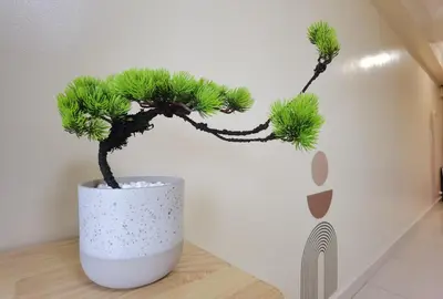 a small pine tree in a white vase on a table at Tatami MUJI Relax 5p City center Staycation MRT in Kuala Lumpur