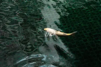 a fish in the water in a pool at Best View Hostel Regalia KLCC in Kuala Lumpur