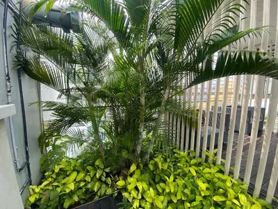 a palm tree in a garden of plants at Skypool KL Free Infinity Pool over Kuala Lumpur in Kuala Lumpur