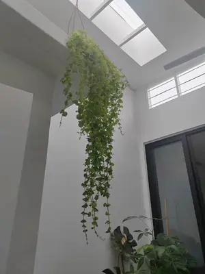 a plant hanging from a ceiling in a room at Zen 1 Room KL in Kuala Lumpur