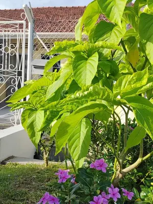 a large green plant with purple flowers in a yard at Zen 1 Room KL in Kuala Lumpur