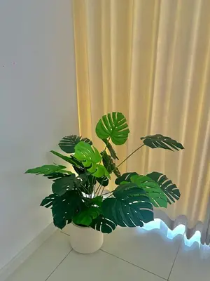 a plant in a white pot in front of a curtain at Only Girls Condo at KL city, near monorail in Kuala Lumpur
