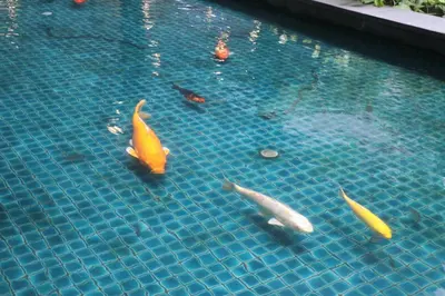 a group of fish swimming in a swimming pool at Regalia SkyPool8 in Kuala Lumpur