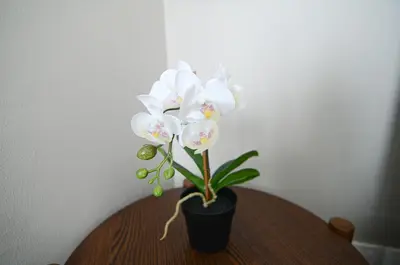 a vase of white flowers on a table at Rafflesia Condominium by Dahlia Homes in Kuala Lumpur