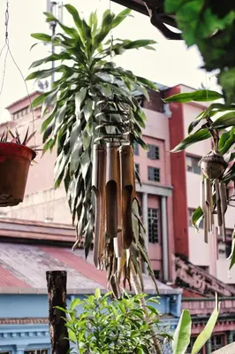 a plant in a pot hanging from a tree at Rain Forest Hotel in Kuala Lumpur