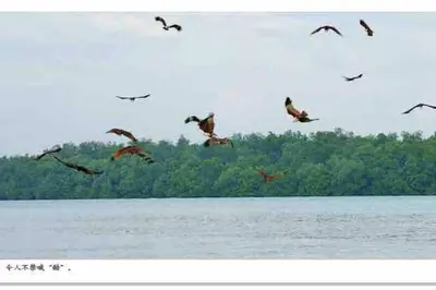 a flock of birds flying over a body of water at Cozy Regalia KL 吉隆玻 LRT & KTM @1 Parking & WIFI in Kuala Lumpur